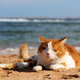 A chilling summer cat from the Hartz Blog